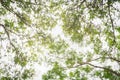 Sunlight through green tree crown - low angle view. Royalty Free Stock Photo