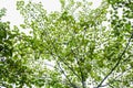 Sunlight through green tree crown - low angle view. Royalty Free Stock Photo