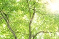 Sunlight through green tree - Low Angle View. Royalty Free Stock Photo