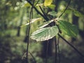 sunlight on hazel leaves in forest Royalty Free Stock Photo