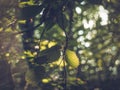 sunlight on hazel leaves in forest Royalty Free Stock Photo