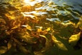 sunlight highlighting tea leaf textures in water Royalty Free Stock Photo