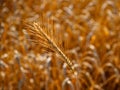 Sunlight highlighting the texture of ripe wheat ears