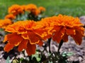 Bright Orange Marigold Blooms Royalty Free Stock Photo