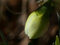 When sunlight hit its petals; a daffodil getting ready to burst into flower and bloom