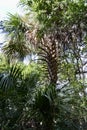 Sunlight hitting Cabbage Palmetto (Sabal palmetto) tree Royalty Free Stock Photo