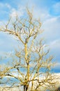 Sunlight hitting a tree during a winter morning Royalty Free Stock Photo