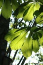 Sunlight through horse chestnut leaves Royalty Free Stock Photo