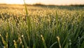 Sunlight illuminates a field of tall grass covered in dewdrops Royalty Free Stock Photo