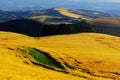 Sunlight illuminates the wheat field