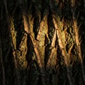 The textured bark of a tree creating a striking pattern of shadows Royalty Free Stock Photo