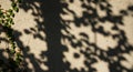 Sunlight illuminates a textured wall covered by vine shadows and creeping plants Royalty Free Stock Photo