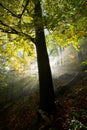 Sunlight illuminates the tree in the forest during morning