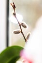 Sunlight illuminates a willow tree on a windowsill