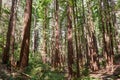 Sunlight illuminating a Coastal Redwood forest Sequoia Sempervirens, Santa Cruz Mountains, California Royalty Free Stock Photo