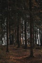 Sunlight illuminating the dark pine forest