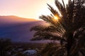 Sunlight illuminating a palm tree at sunset, Palm Springs, California
