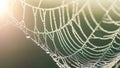 Sunlight illuminating a spider web covered in water droplets, macro photography cobweb drops Royalty Free Stock Photo