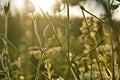 sunlight illumines meadow plants , milfoil Royalty Free Stock Photo