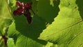 Closeup of leaf veins on fresh green leaf with blurred background of vineyard Royalty Free Stock Photo