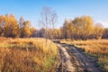 A sunny morning in autumn willow woods