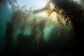 Sunlight and Kelp Forest Royalty Free Stock Photo