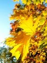 Sunlight through a large yellow leaf Royalty Free Stock Photo