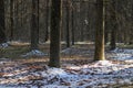 Sunlight in Latvian forest