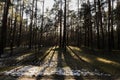 Sunlight in Latvian forest. Royalty Free Stock Photo