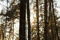 Sunlight in Latvian forest.