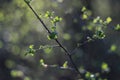 Sunlight in Latvian forest.