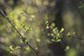 Sunlight in Latvian forest