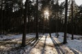 Sunlight in Latvian forest. Royalty Free Stock Photo