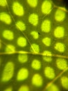 Sunlight on leaf macroscopic photography Royalty Free Stock Photo