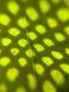 Sunlight on leaf macroscopic photography Royalty Free Stock Photo
