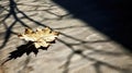 sunlight leaf shadow Royalty Free Stock Photo