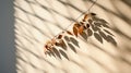 sunlight leaf shadow Royalty Free Stock Photo