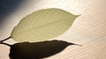 sunlight leaf shadow Royalty Free Stock Photo