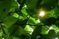 Sunlight through Leaves