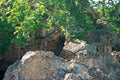 SUNLIGHT ON LEAVES OVER RUGGED ROCKS