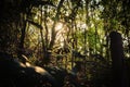 Sunlight through the Leaves of a Rainforest in Brazil
