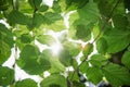 Sunlight through the leaves