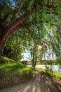 Sunlight through the leaves of a weeping cypress tree