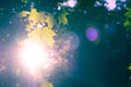 Sunlight with lens flare shining through maple leafs. Royalty Free Stock Photo