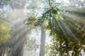 Sunlight through light tree and fog Royalty Free Stock Photo