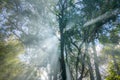 Sunlight through light tree and fog Royalty Free Stock Photo