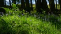 Sunlight lights up bluebells and a fern in woods in the Yorkshire Dales national Park
