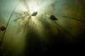 Sunlight and Lily Pads Underwater in New England Lake Royalty Free Stock Photo