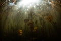 Sunlight and Lily Pads Underwater in New England Lake Royalty Free Stock Photo