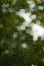 Sunlight on the lines of spider web Royalty Free Stock Photo